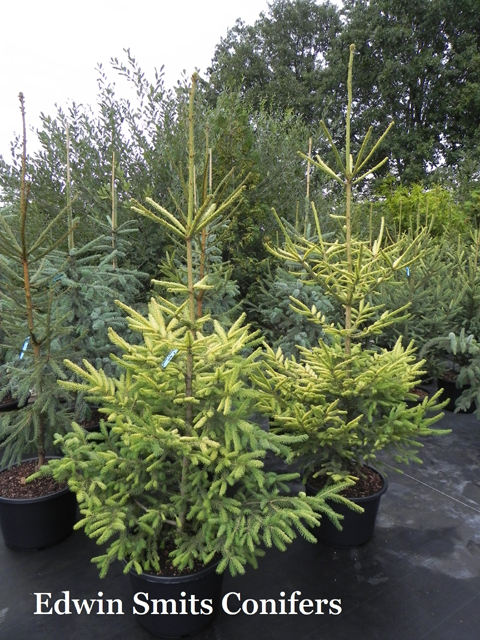 Picea abies 'Boykos Golden'